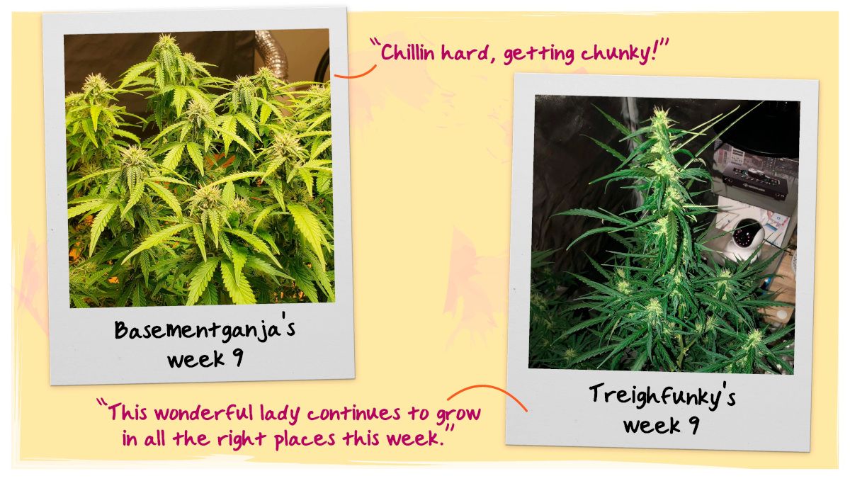 Week 9 Grow Progress Week 9 Grow Progress