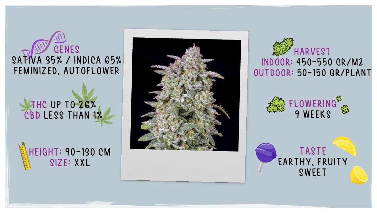 Forbidden Runtz Auto Cannabis Strain Week-by-Week Guide: Strain data sheet