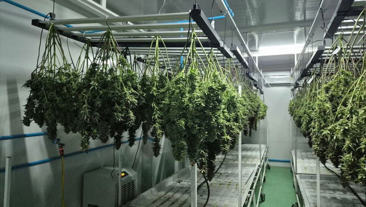 Drying Strawberry Banana.