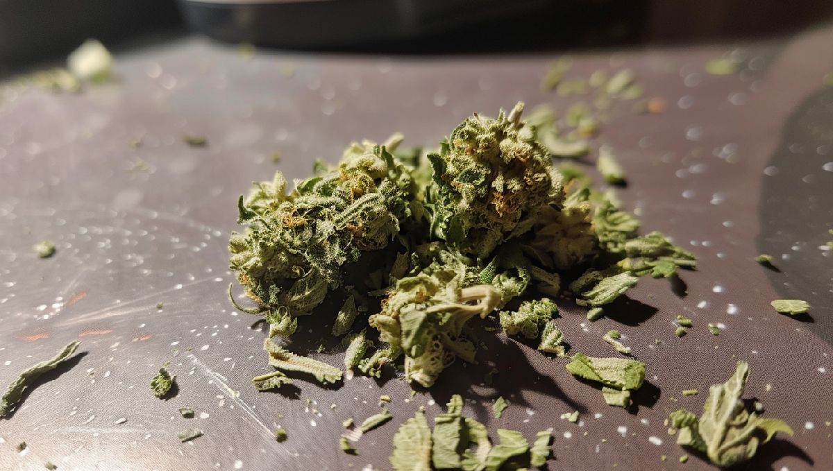 Brick weed may sometimes smell like ammonia, dirt or hay. Brick weed may sometimes smell like ammonia, dirt or hay.