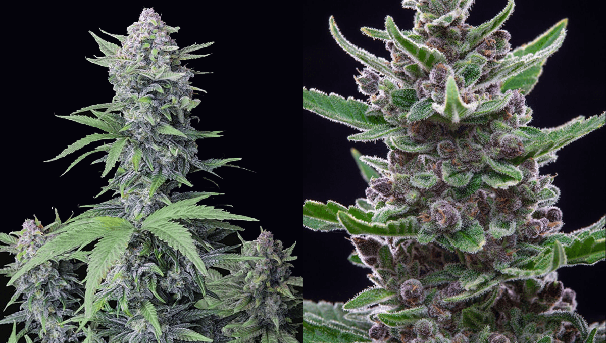 Top 10 Best Outdoor Autoflower Seeds UK 2024: Tropicana cookies auto Top 10 Best Outdoor Autoflower Seeds UK 2024: Tropicana cookies auto