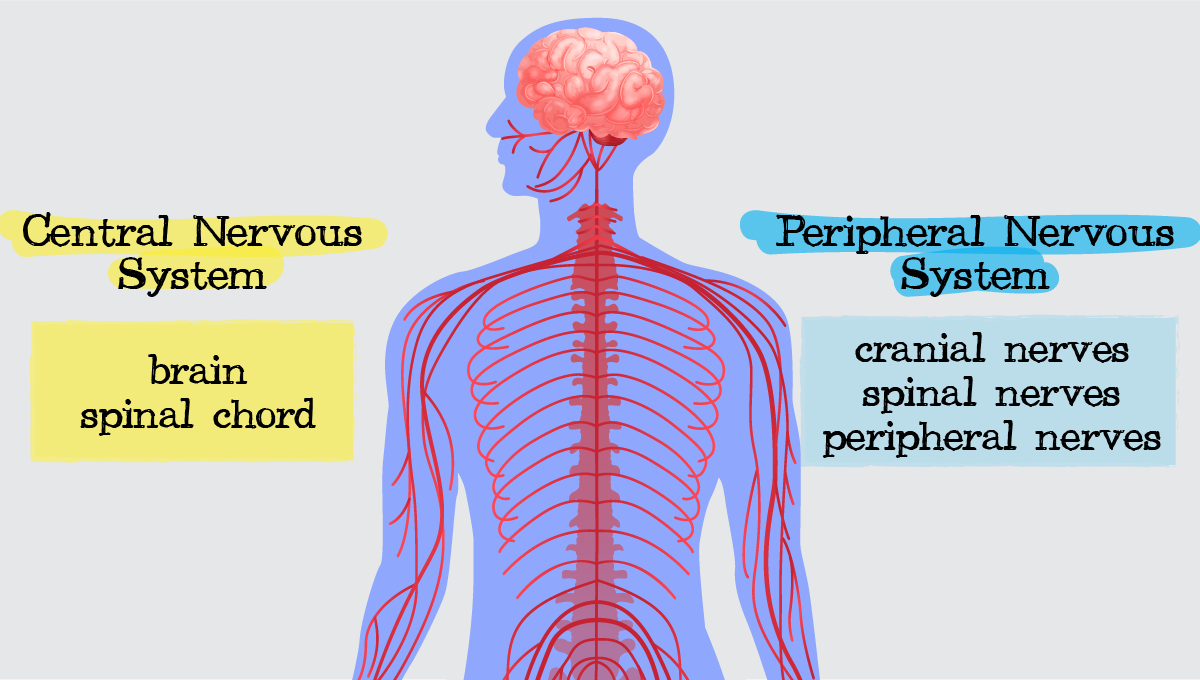 Thc effects on the central nervous system: the central nervous system