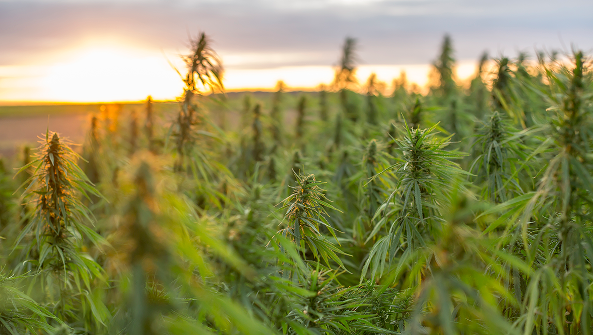 Weed in china: history and politics Weed in china: history and politics