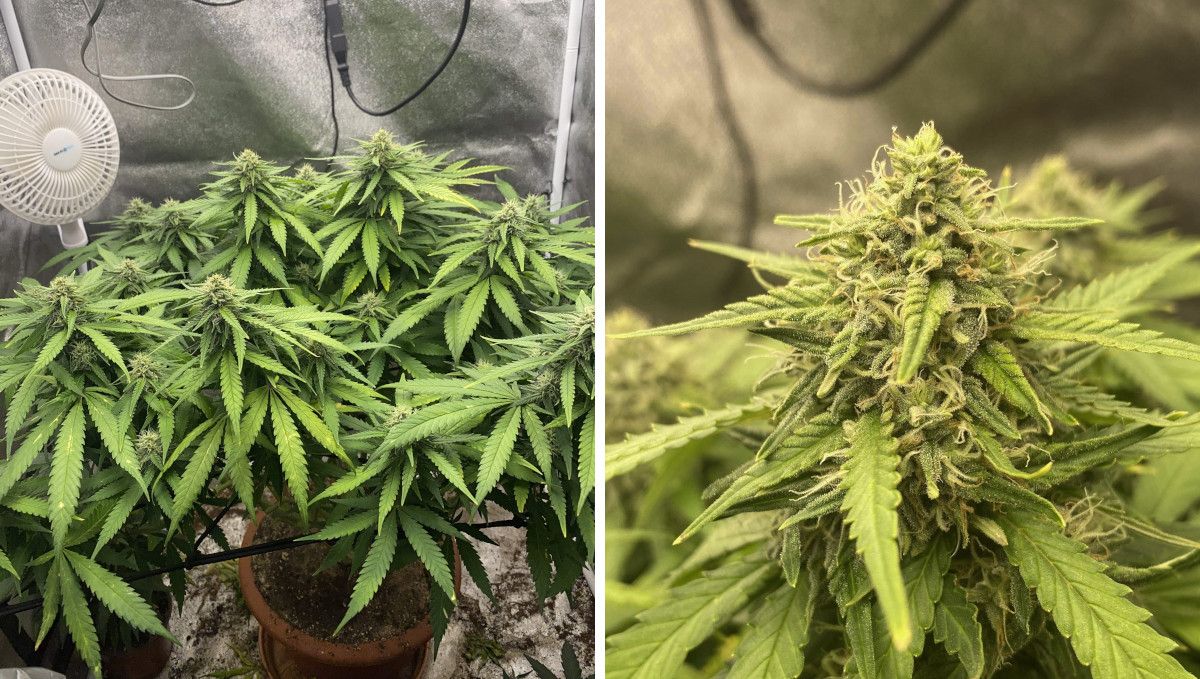 Wedding Cheesecake FF cannabis strain: mid flower (bulk phase) | weeks 10-11 | a stout plant with many branches and dense foliage that is starting to turn yellow plus a closeup of a top bud