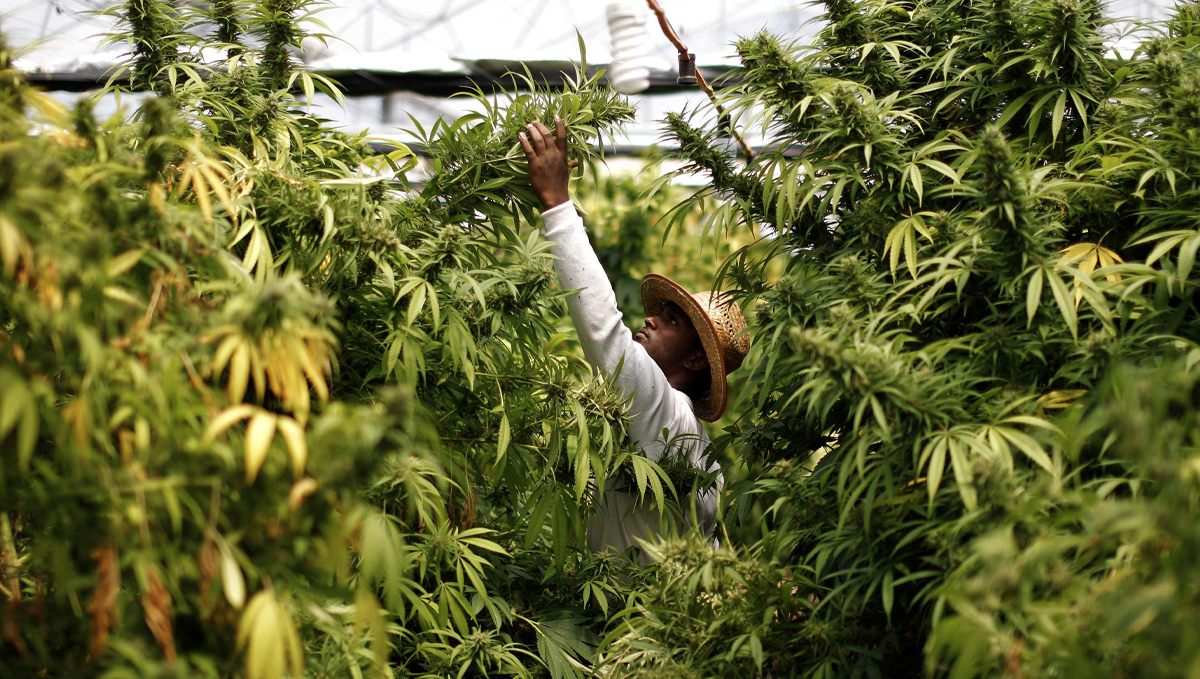 Jamaica’s Government is Busting Marijuana Myths: A young man in a straw hat working on tall cannabis plants in a greenhouse