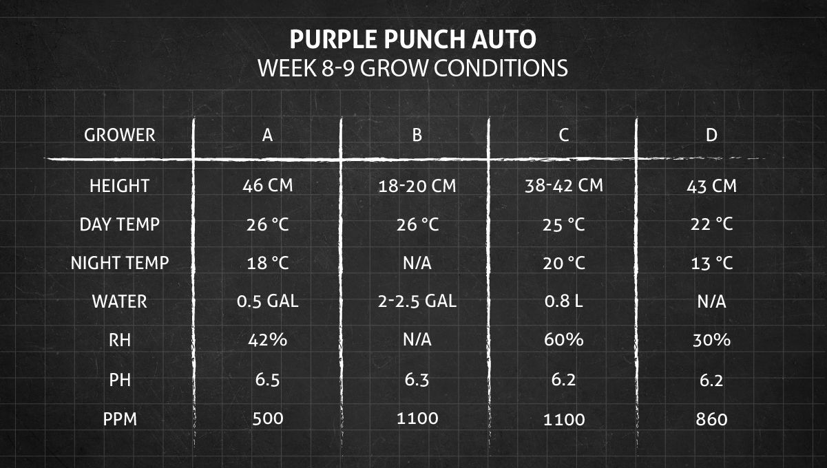 Purple Punch Auto Cannabis Strain Week-by-Week Guide: Weeks 8-9 grow conditions