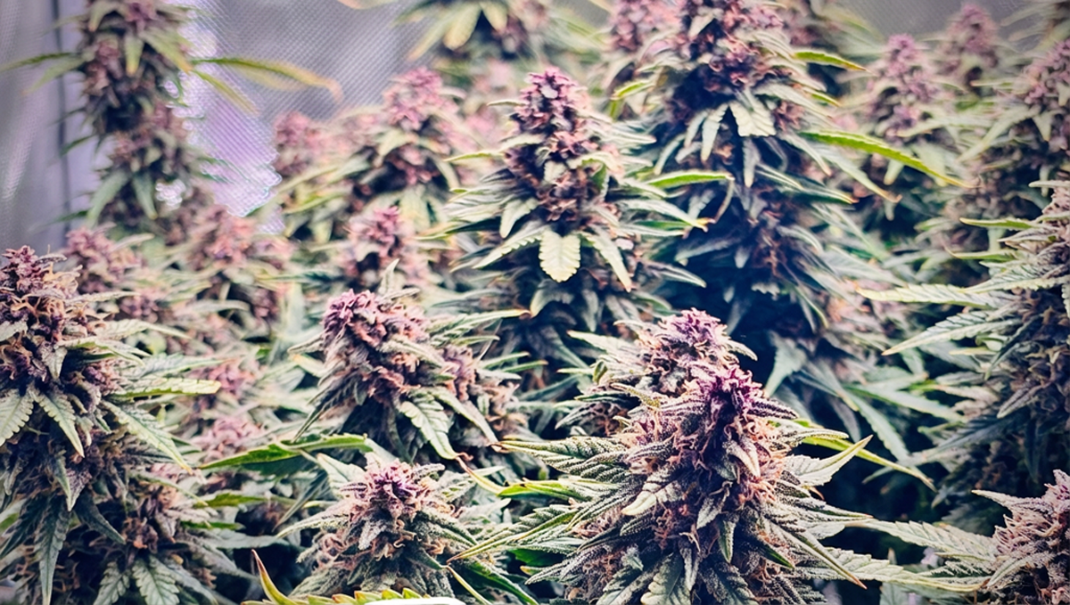 Импресивен Banana Purple Punch RF3 во полн цвет од @ChrisNbrandi.