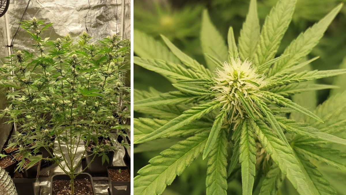 Wedding Cheesecake FF cannabis strain: early flower | weeks 8-9 | a stretchy, multi-branch plant in a grow tent and a close shot of its immature bud with white pistils