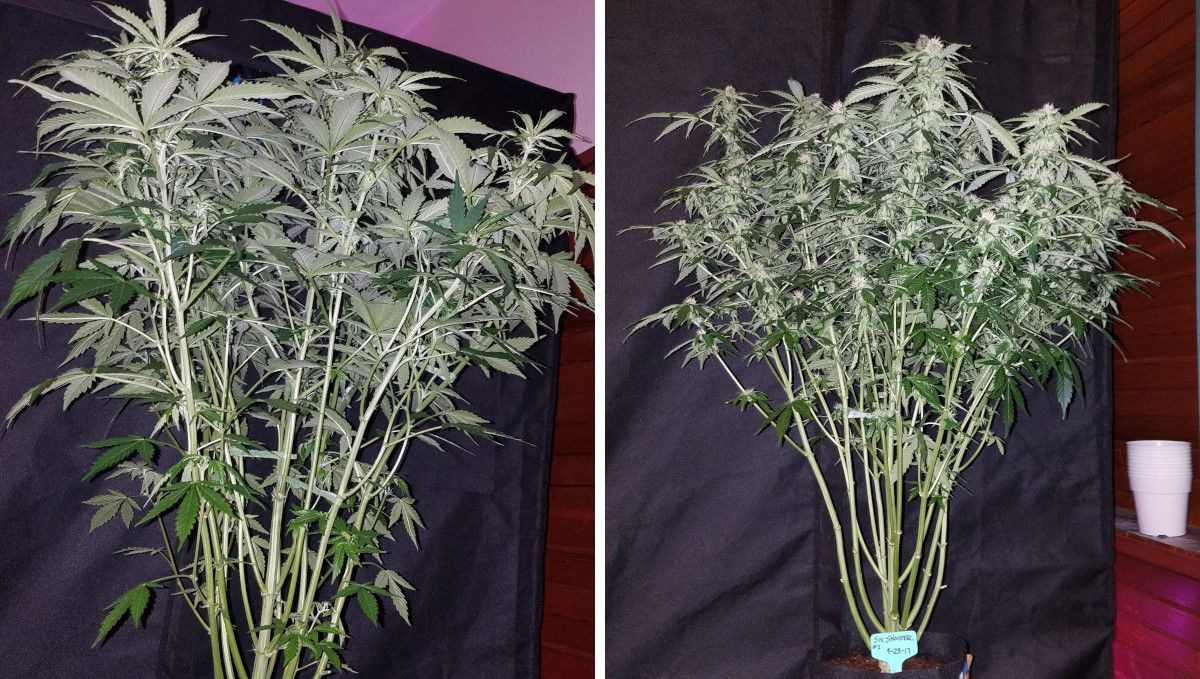 Six Shooter Auto cannabis strain: early flower | weeks 6-7 | a stretchy and lollipopped autoflower Six Shooter Auto cannabis strain: early flower | weeks 6-7 | a stretchy and lollipopped autoflower