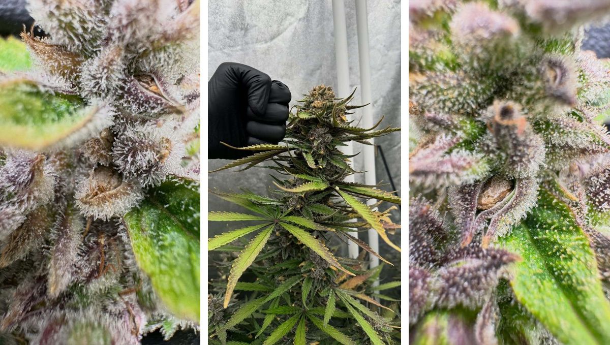 Gorilla Cookies Breeding