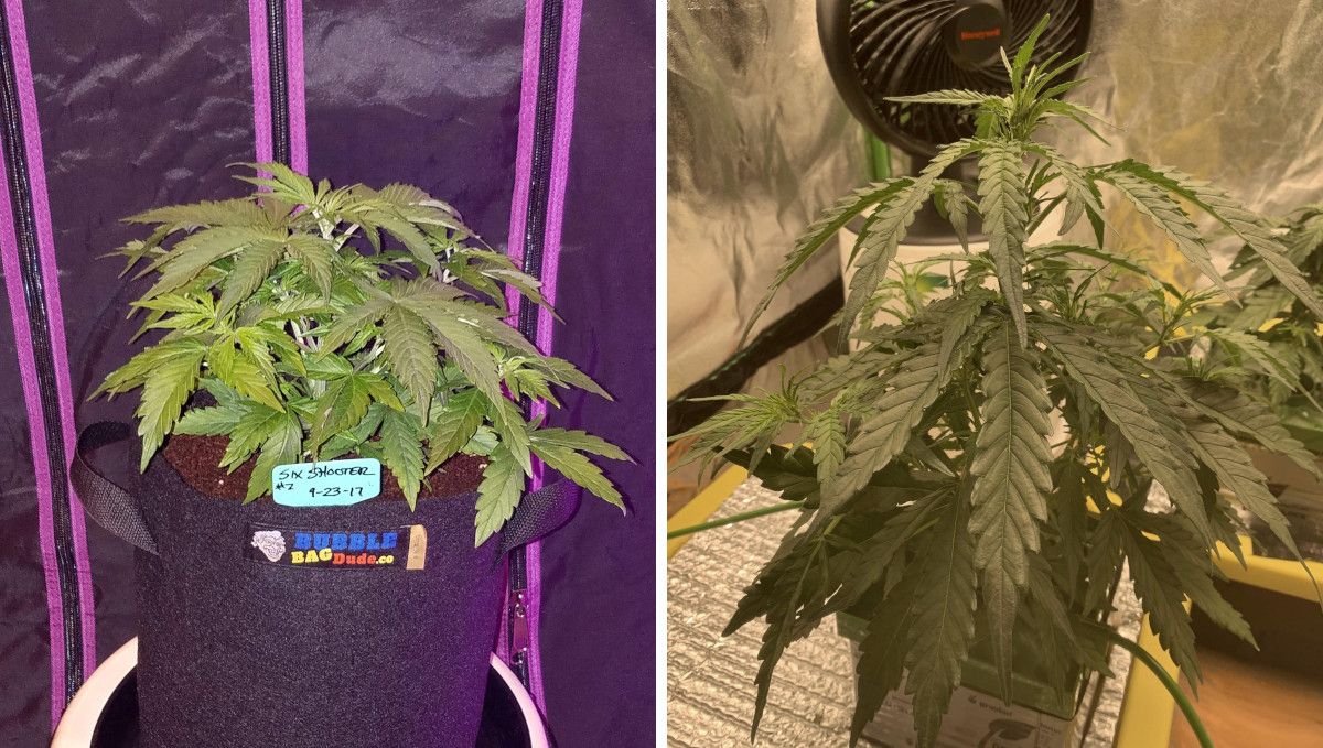 Six Shooter Auto cannabis strain: mid veg | weeks 3-4 | the comparison of two plants: one gron in a smart pot with coco and the other one in DWC Six Shooter Auto cannabis strain: mid veg | weeks 3-4 | the comparison of two plants: one gron in a smart pot with coco and the other one in DWC