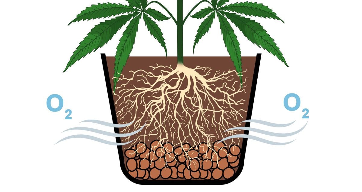 How to fix overwatered and underwatered cannabis plants: The crucial role of roots in cannabis plant health