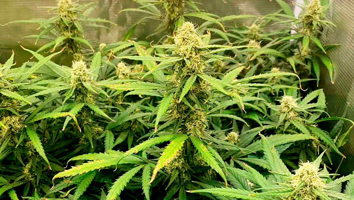 Trainwreck auto week-by-week: flowering stage week 7  Trainwreck auto week-by-week: flowering stage week 7
