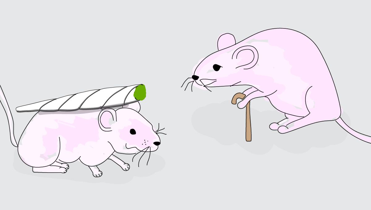 Does Cannabis Cause Memory Loss? – A drawing of two elderly mice, one carrying a walking stick, the other a marijuana joint