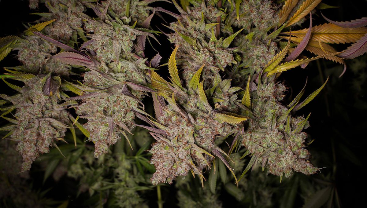 How to dry weed buds: Hanging dry method How to dry weed buds: Hanging dry method