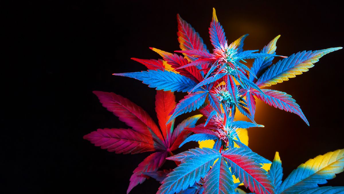 The Most Potent 50/50 Hybrid Ever Recorded