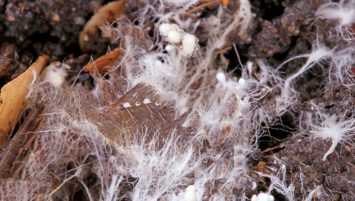 Korean natural farming: IMO