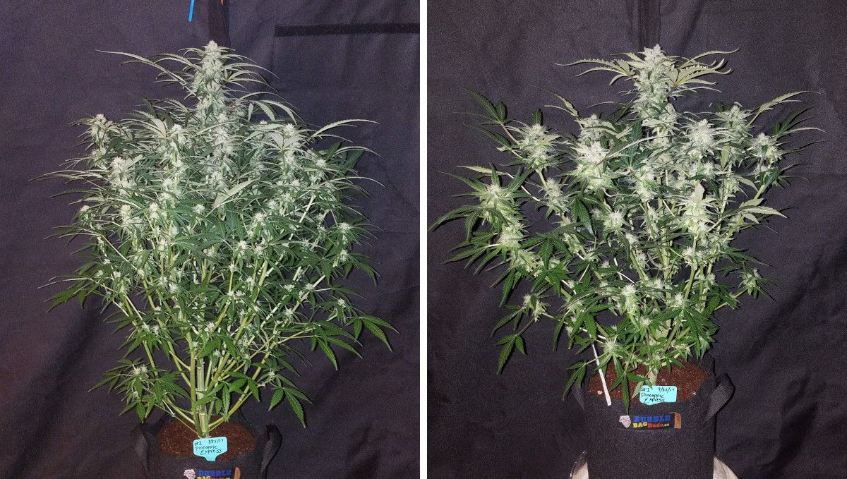 Pineapple Express Auto cannabis strain: early flower | weeks 6-7 | two indoor marijuana plants: one stretchier and the other more compact