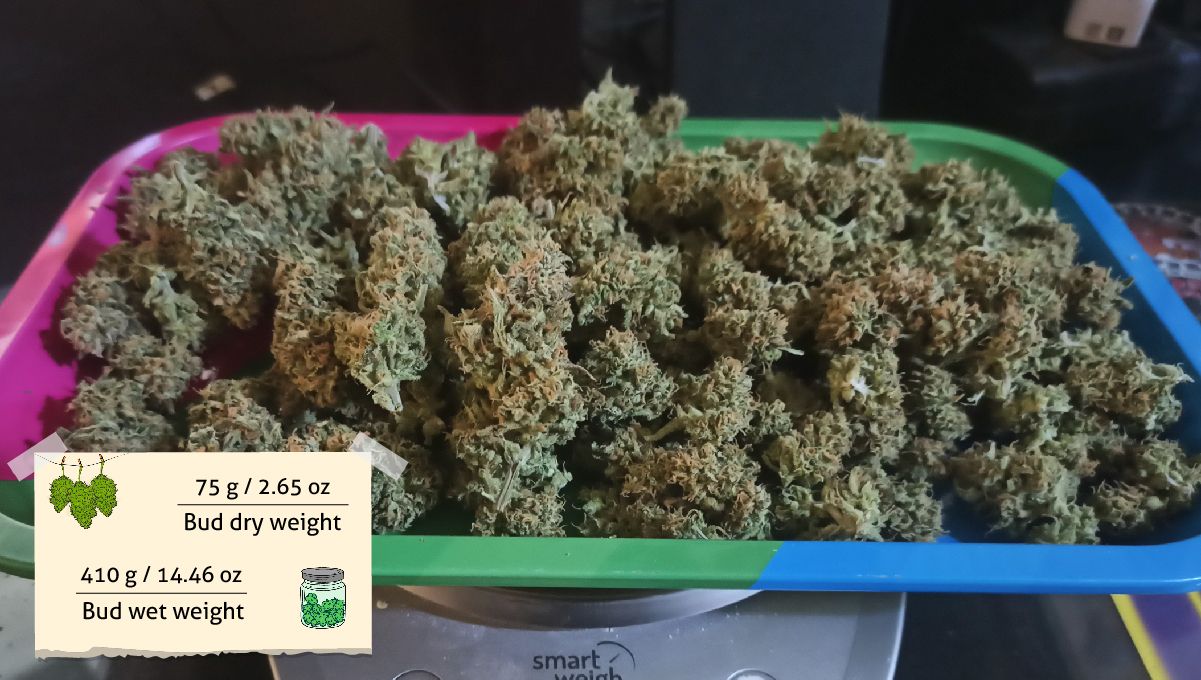 Forbidden Runtz Auto Cannabis Strain Week-by-Week Guide: A harvest of dry marihuana buds weighed on scales Forbidden Runtz Auto Cannabis Strain Week-by-Week Guide: A harvest of dry marihuana buds weighed on scales