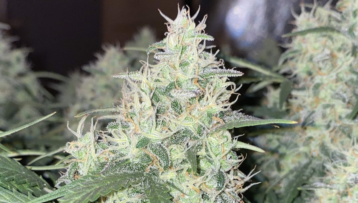 Skunk Auto Cannabis-Sorte Wochen-für-Wochen-Anleitung: Eine Nahaufnahme einer dicken Cola, bedeckt mit Kristallen und nur wenigen bernsteinfarbenen Blütenstempeln zwischen vielen weißen.