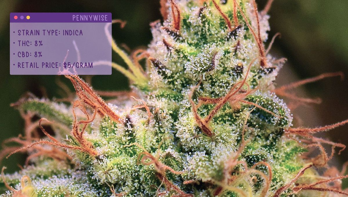 Best Weed Strains for Anxiety: Pennywise Best Weed Strains for Anxiety: Pennywise