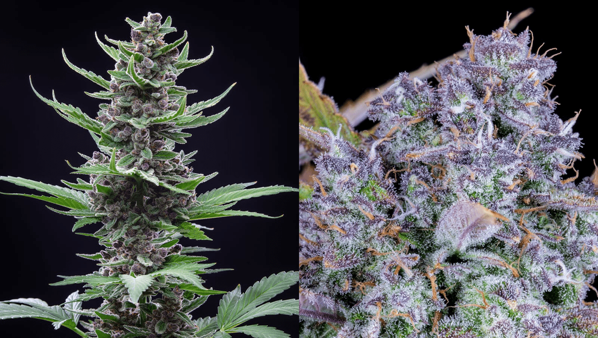 Die 5 schnellsten Autos: Tropicana Cookies Auto Die 5 schnellsten Autos: Tropicana Cookies Auto