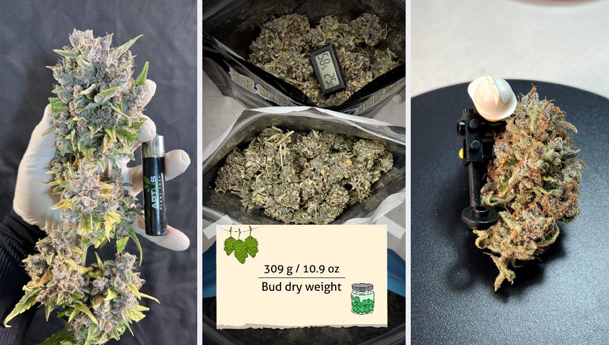 Purple Lemonade FF cannabis strain: yield | wet-trimmed and dried and cured buds with a light-purple hue Purple Lemonade FF cannabis strain: yield | wet-trimmed and dried and cured buds with a light-purple hue