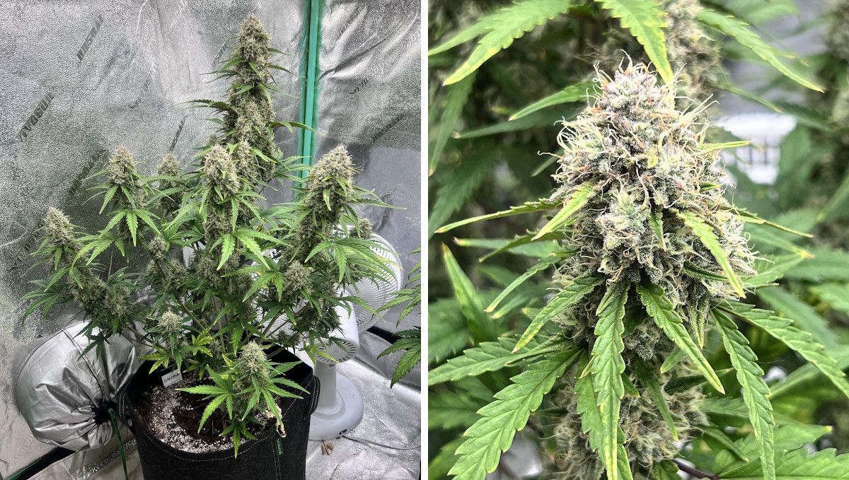 Stardawg Auto cannabis strain: mid flower (bulk phase) | weeks 7-9