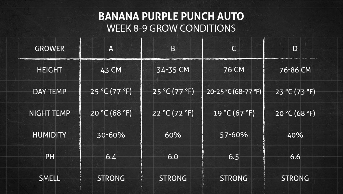 Banana Purple Punch Auto Cannabissorte: Wochen 8-9 Wachstumsbedingungen