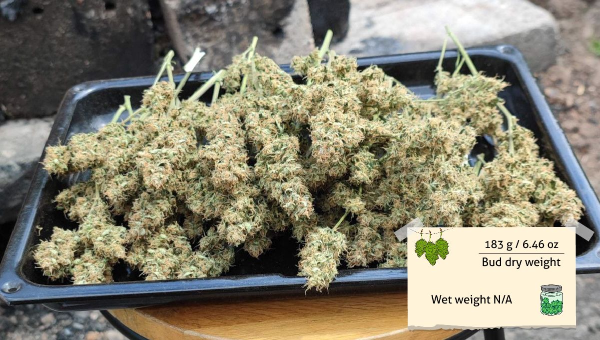 Strawberry Banana Auto cannabis strain: yield and smoke report Strawberry Banana Auto cannabis strain: yield and smoke report