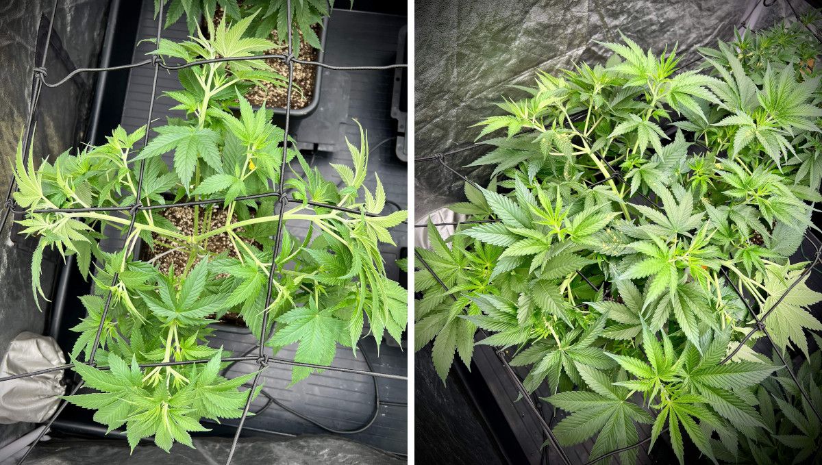 Purple Lemonade FF cannabis strain: mid veg | weeks 3-6 | ScrOG in action Purple Lemonade FF cannabis strain: mid veg | weeks 3-6 | ScrOG in action