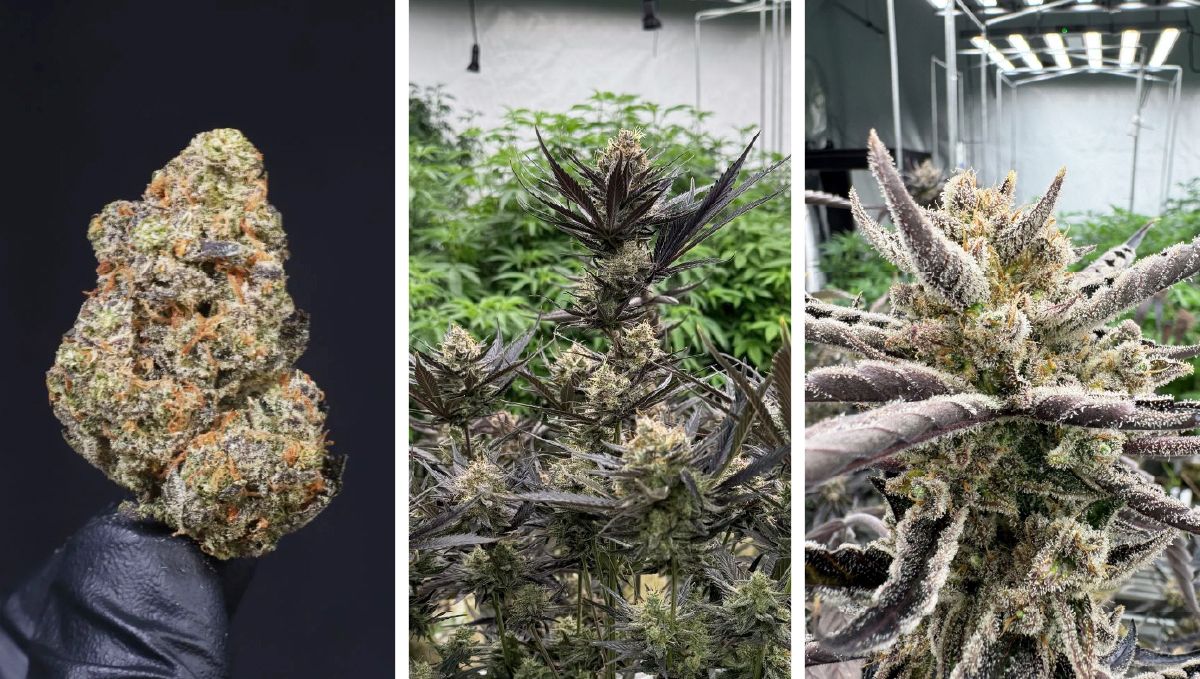 &Eta; &nu;έ&alpha; &pi;&omicron;&iota;&kappa;&iota;&lambda;ί&alpha; &kappa;ά&nu;&nu;&alpha;&beta;&eta;&sigmaf; Guava Auto RF3