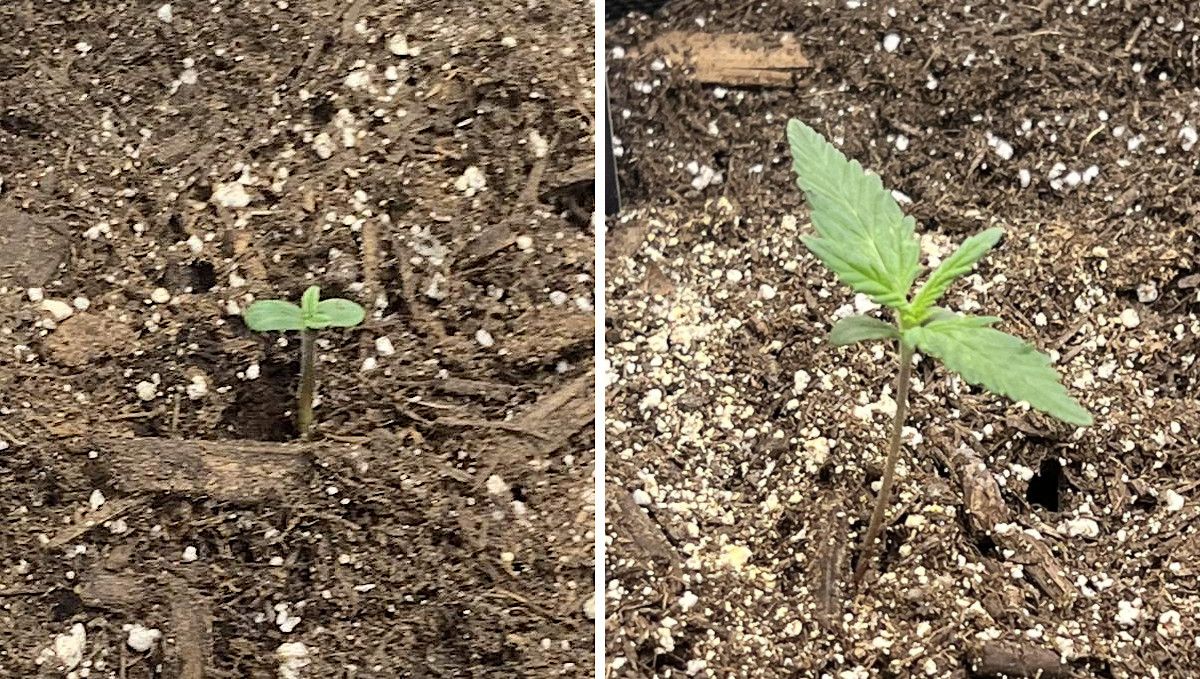 Stardawg Auto cannabis strain: germination and seedling stage | week 1