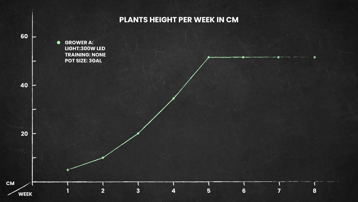 Russian Auto cannabis strain: height chart