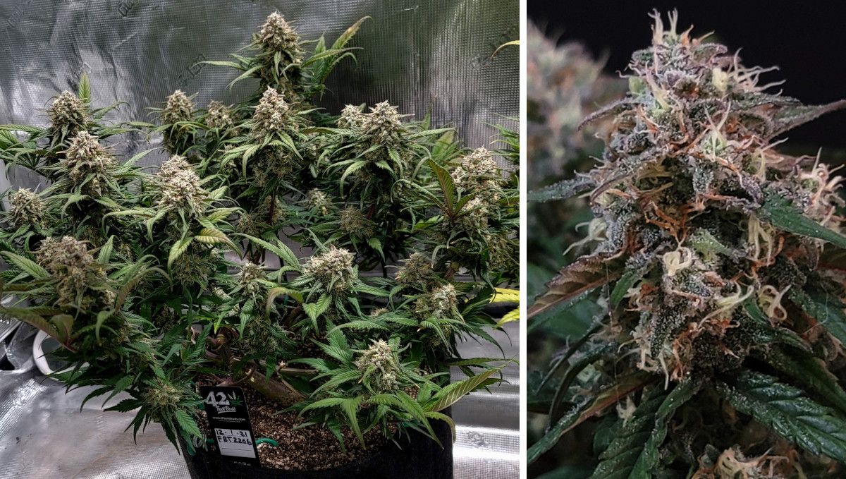 Gorilla Z Auto cannabis strain: mid flower (bulk phase) | weeks 8-9 | a low-profile, multi-branch marijuana plant and a closeup of its nugget Gorilla Z Auto cannabis strain: mid flower (bulk phase) | weeks 8-9 | a low-profile, multi-branch marijuana plant and a closeup of its nugget