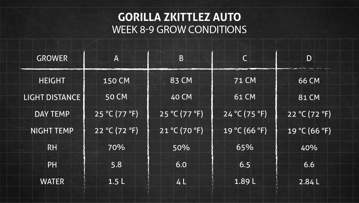 Gorilla Z Auto cannabis strain: weeks 8-9 grow conditions Gorilla Z Auto cannabis strain: weeks 8-9 grow conditions