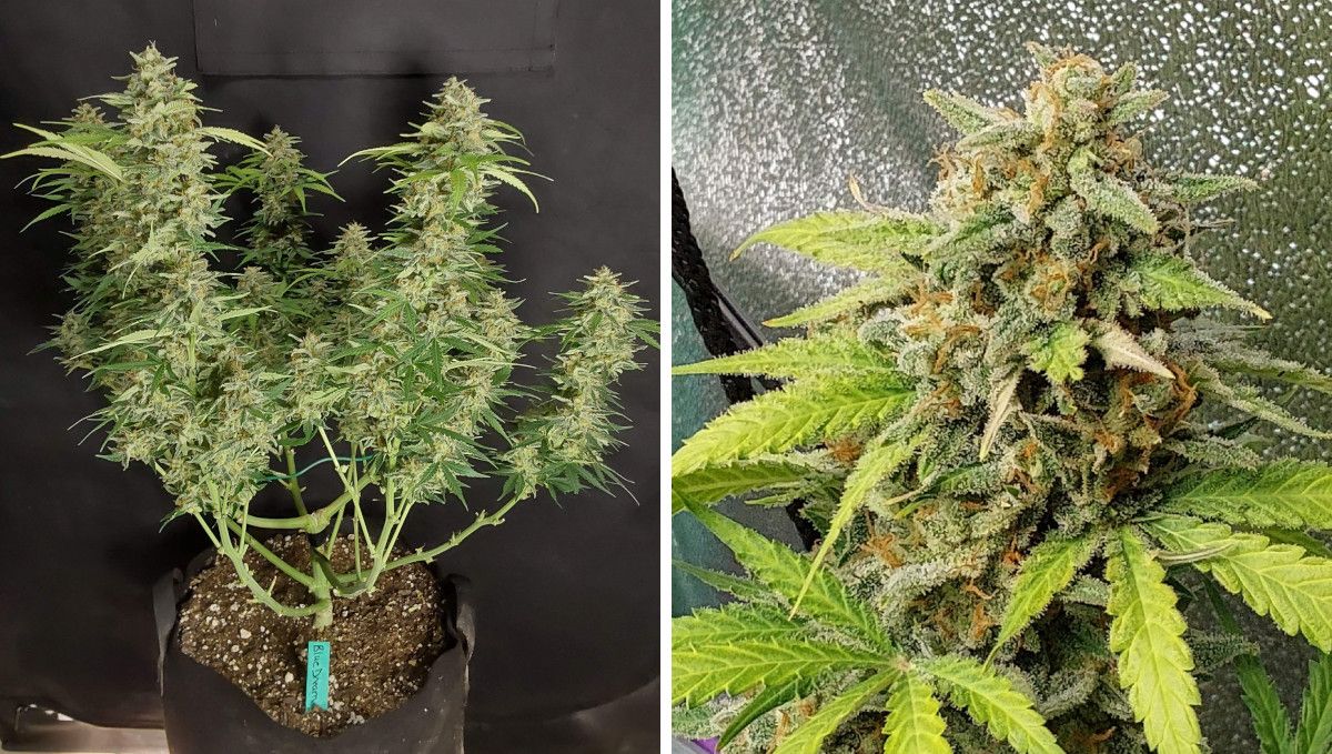 Blue Dream Auto cannabis strain: ripening and harvest | weeks 10-12 Blue Dream Auto cannabis strain: ripening and harvest | weeks 10-12
