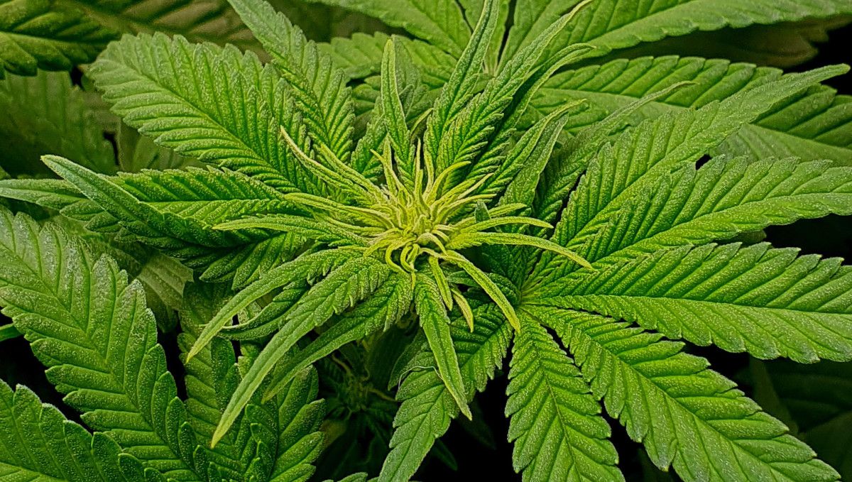 Wedding Cheesecake FF cannabis strain: transition (pre-flower) | week 7 | curvy, thin, and yellowish young leaves on top just before the budding starts