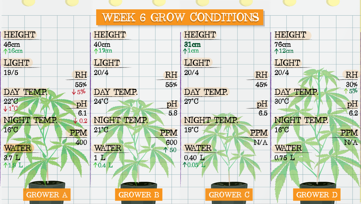 Strawberry Pie Auto Cannabis Strain Week-by-Week Guide: Week 6 grow conditions