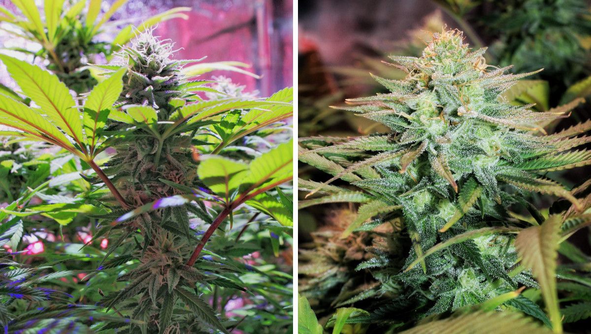 GG4 Sherbet FF cannabis strain: mid flower (bulk phase) | weeks 10-11 | closeups of maturing frosty buds GG4 Sherbet FF cannabis strain: mid flower (bulk phase) | weeks 10-11 | closeups of maturing frosty buds