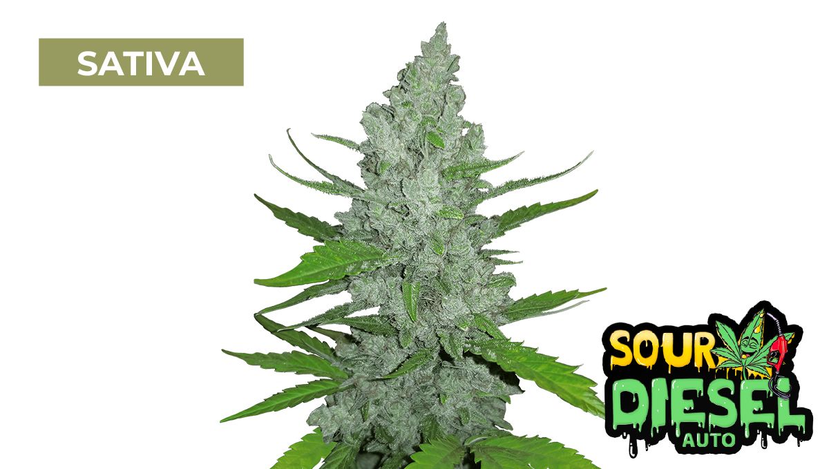 Sour Diesel Auto Sour Diesel Auto