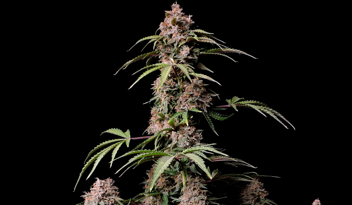 Top 5 Best Auto Strains for Sex: Amnesia Z Auto from fast buds Top 5 Best Auto Strains for Sex: Amnesia Z Auto from fast buds