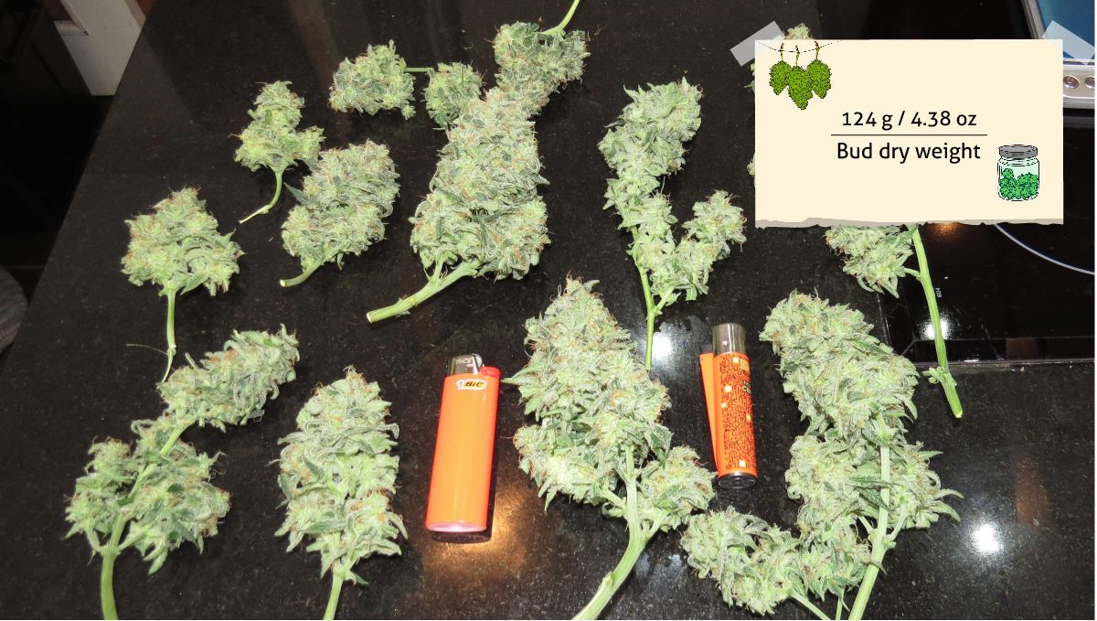 Mexican Airlines Auto cannabis strain: yield | many wet-trimmed buds placed on a black surface and lighters placed next to them for size comparison