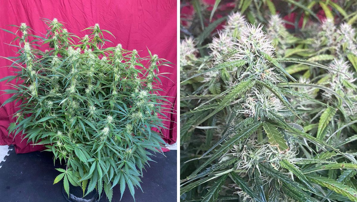 Mexican Airlines Auto cannabis strain: early flower | weeks 6-7 | a big, stretchy, multi-branch autoflower and a closeup of its bud with lots of white pistils and the first trichomes emerging