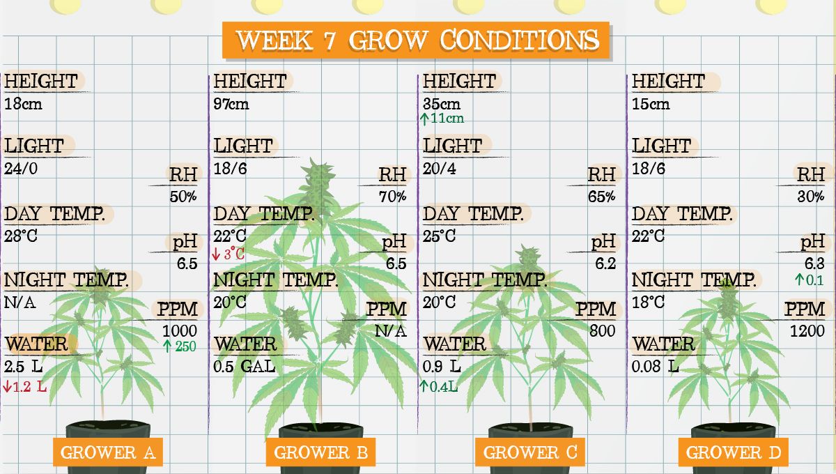 Forbidden Runtz Auto Cannabis Strain Week-by-Week Guide: Week 7 grow conditions Forbidden Runtz Auto Cannabis Strain Week-by-Week Guide: Week 7 grow conditions