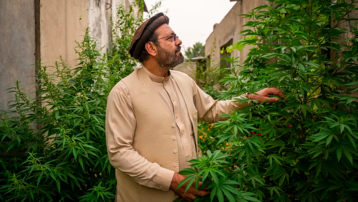 Weed in afghanistan: growing Weed in afghanistan: growing