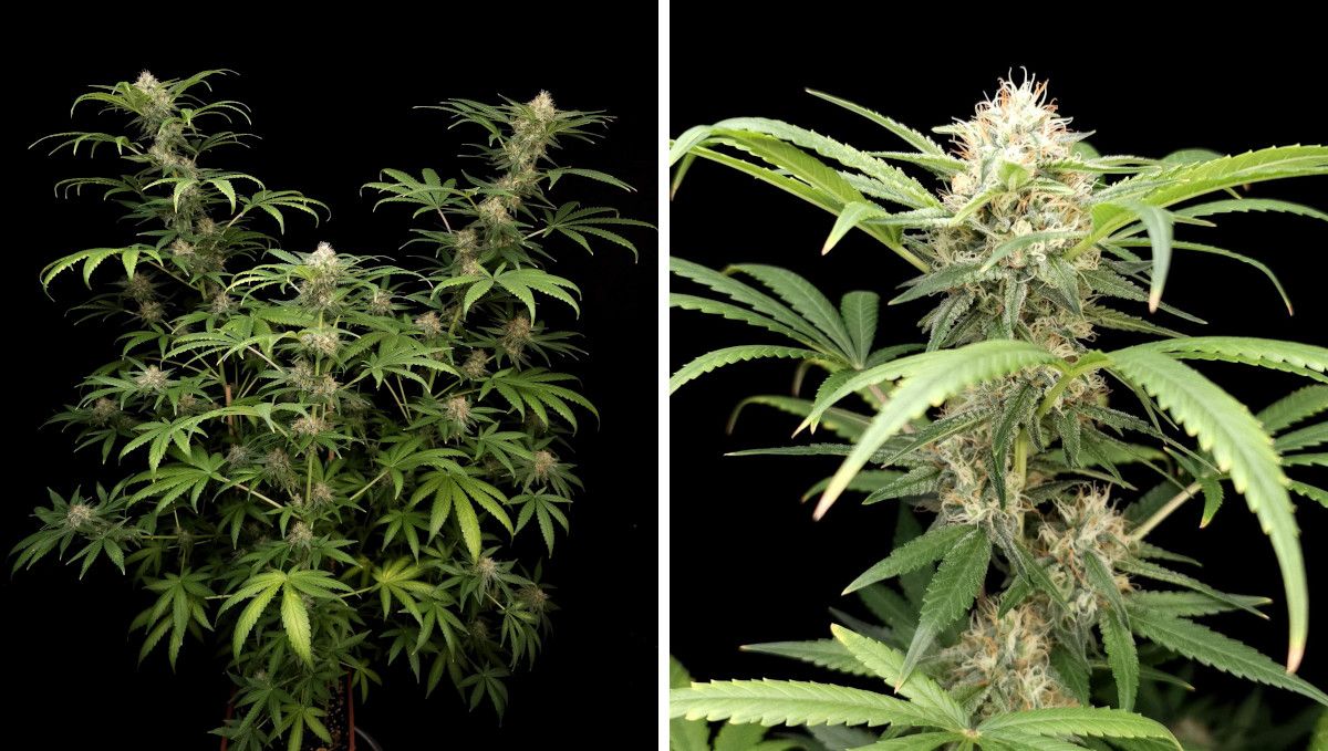 Wedding Cheesecake FF cannabis strain: ripening and harvest | weeks 12 | an indoor weed plant starting to mature and a closeup of its cola which is still covered in white pistils