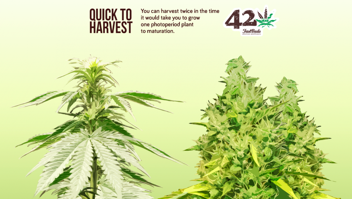 Autoflowering cannabis grows faster than photoperiod cannabis.