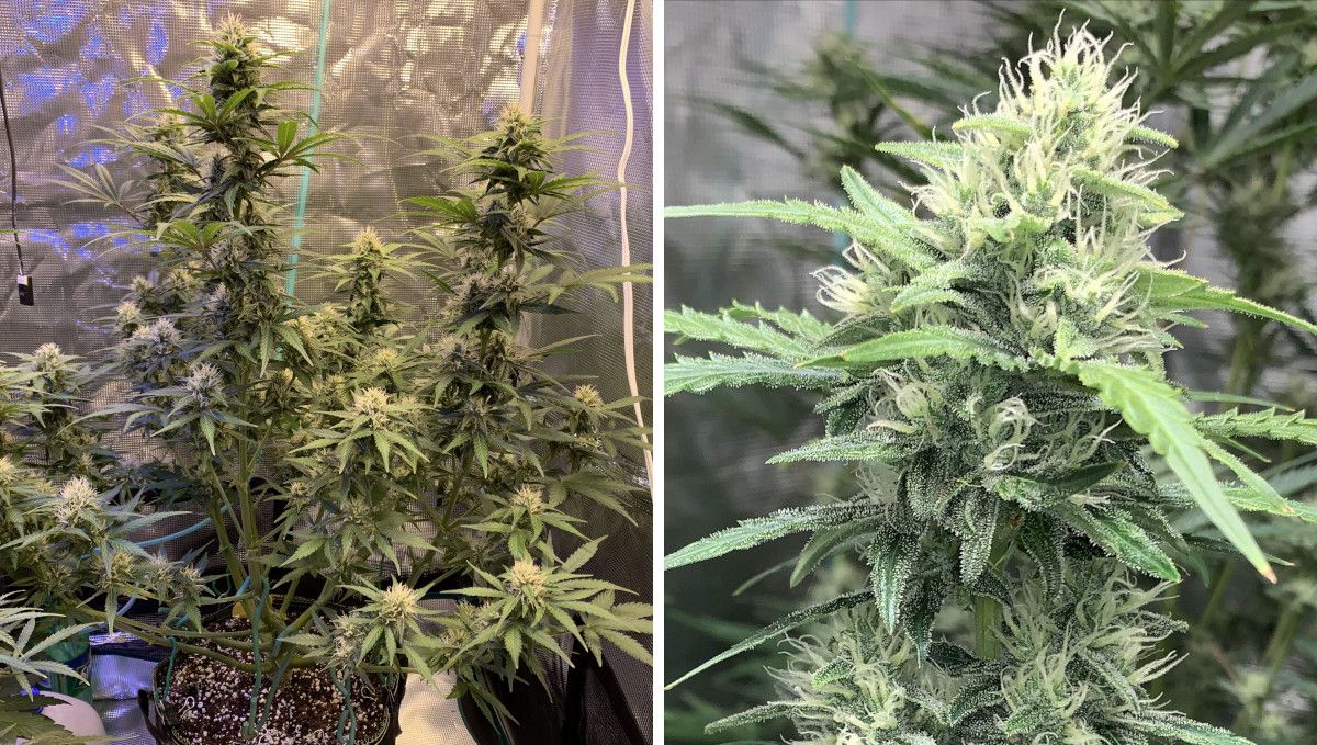 Z Auto Cannabis Strain Week-by-Week Guide: A side view of an autoflower indoors with many fan leaves just defoliated and lots of flowering tops and a close-up of one bud with white hairs and some trichomes