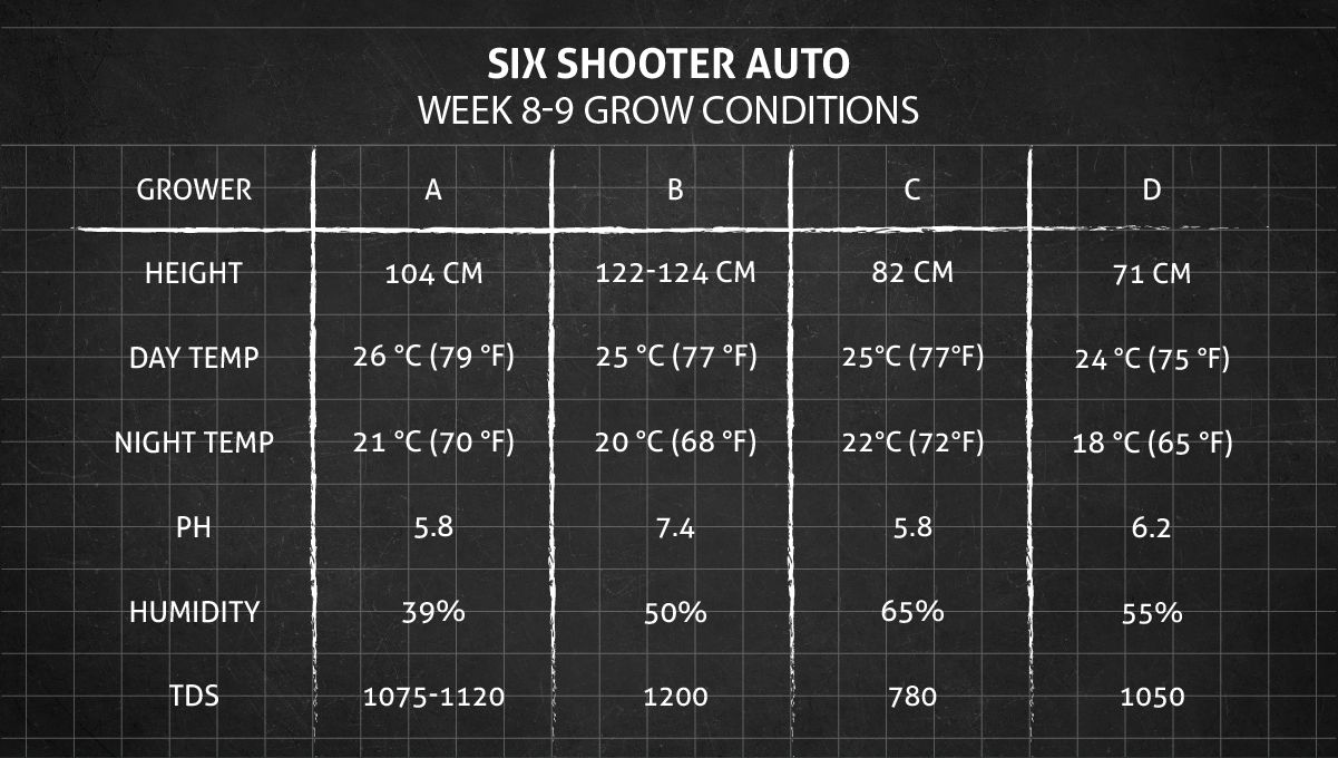 Six Shooter Auto cannabis strain: weeks 8-9 grow conditions Six Shooter Auto cannabis strain: weeks 8-9 grow conditions